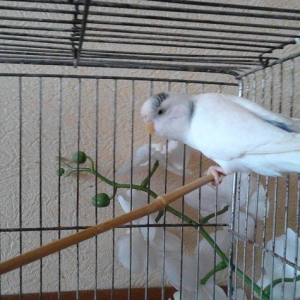 Продам самку волнистого попугая возраст 2 года очень красивая белого