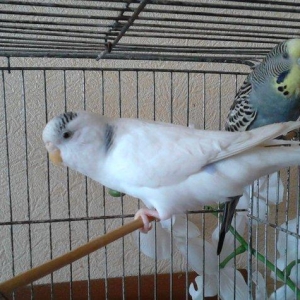 Продам самку волнистого попугая возраст 2 года очень красивая белого