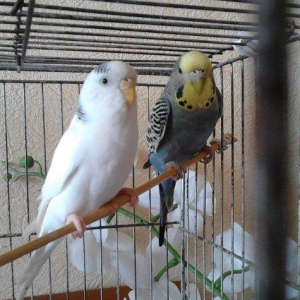 Продам самку волнистого попугая возраст 2 года очень красивая белого