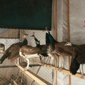 8 ayliq tovuz quşlarıdır.Gördüyünüz kimin cox saqlam esil tebiyet