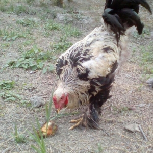 temiz brama xoruz 1 yasi teze olub ve toyuq 10 ayliq. pul lazim oldugu