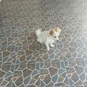 4 ayliqdir dislemir peyvendi teze vurulub novu zvanokdur disidir tecil