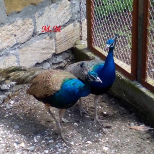 2 illik tovuz quşlarıdır.Gördüyünüz kimin cox saqlam esil tebiyet