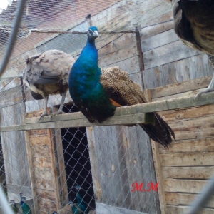 2 illik tovuz quşlarıdır.Gördüyünüz kimin cox saqlam esil tebiyet