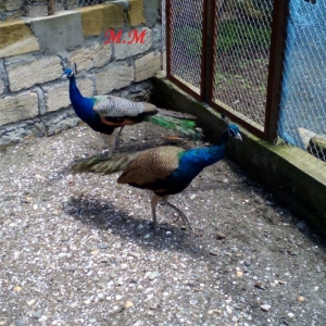 2 illik tovuz quşlarıdır.Gördüyünüz kimin cox saqlam esil tebiyet