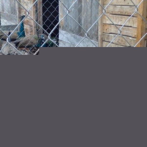 2 illik tovuz quşlarıdır.Gördüyünüz kimin cox saqlam esil tebiyet