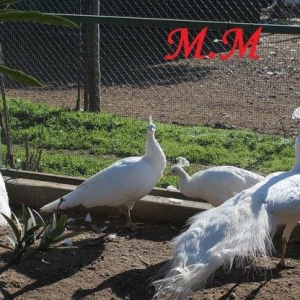 3 illik aq tovuz quşlarıdır.Gördüyünüz kimin cox saqlam esil tebiyet