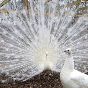 3 illik aq tovuz quşlarıdır.Gördüyünüz kimin cox saqlam esil tebiyet