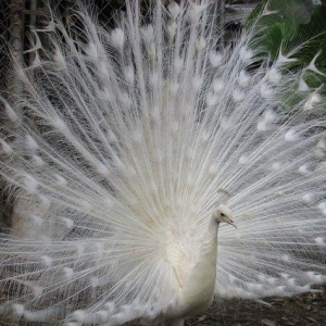 3 illik aq tovuz quşlarıdır.Gördüyünüz kimin cox saqlam esil tebiyet