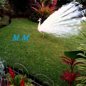 3 illik aq tovuz quşlarıdır.Gördüyünüz kimin cox saqlam esil tebiyet