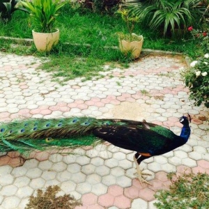 5 illik qara qanad erkey tovuz quşu..Gördüyünüz kimin cox saqlam esil