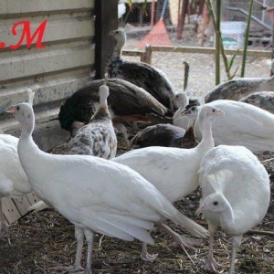 8 ayliq aq tovuz quşlarıdır.Gördüyünüz kimin cox saqlam esil tebiyet