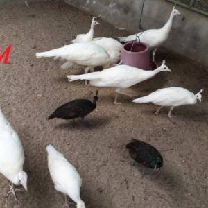 8 ayliq aq tovuz quşlarıdır.Gördüyünüz kimin cox saqlam esil tebiyet