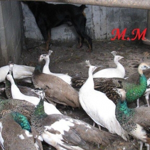 8 ayliq aq tovuz quşlarıdır.Gördüyünüz kimin cox saqlam esil tebiyet