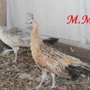 8 ayliq qara qanad tovuz quşlarıdır.Gördüyünüz kimin cox saqlam esil