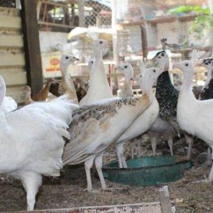 8 ayliq qara qanad tovuz quşlarıdır.Gördüyünüz kimin cox saqlam esil