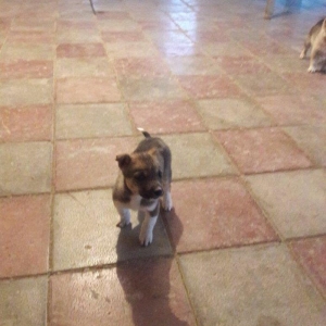 Labrador balası 1 ay 20 gün anası təmiz ( qəhvəyi göz ) xaski atası əh