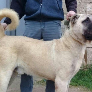 cins iter satlir hamsi satlir elave mellumat ucun 