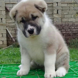 cins iter satlir hamsi satlir elave mellumat ucun şhatsapp ve ya tel 0