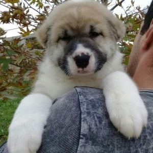 cins iter satlir hamsi satlir elave mellumat ucun şhatsapp ve ya tel 0