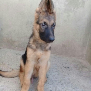 cins iter satlir hamsi satlir elave mellumat ucun şhatsapp ve ya tel 0