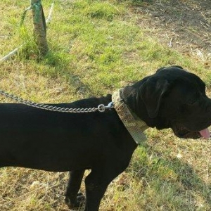 Cane corso satilir erkeydi noyabrin 4u 1yashi olac
