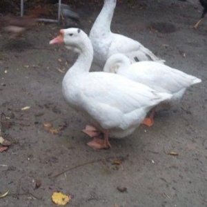 Xalmaqor  qazı  satıram 2  fərə 1 erkək  təzə gəliblər