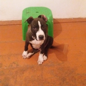 pitbull erkek 3 aylığdı sağlamdır