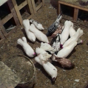 ag hundur enniquyruglar 16 17 18 tukler badam cipl