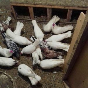 ag hundur enniquyruglar 16 17 18 tukler badam ciplag dolag bir cutde d