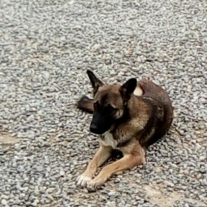 Salam. Alman Ovçarkası istəyirəm. Təcili sata