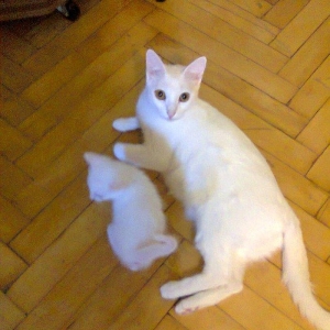 Продаются котята породы Ангора. Белые и тигровый, мальчик и