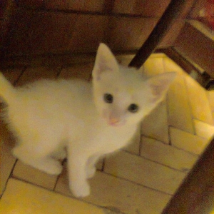 Продаются котята породы Ангора. Белые и тигровый, мальчик и