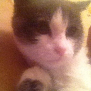 adi mimi ev pisiyidi 2 ay yarimligdi qadan el ucla