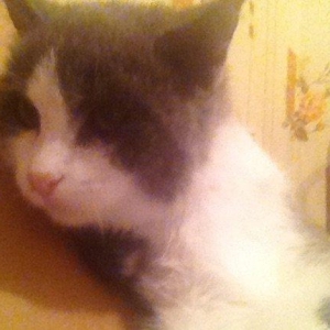 adi mimi ev pisiyidi 2 ay yarimligdi qadan el uclari qAra arxalar ise