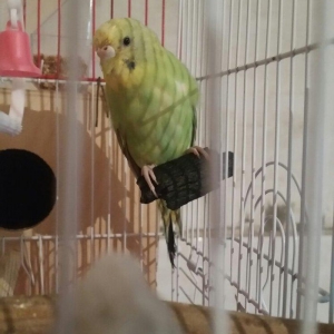 Tecili cox gozel rengeler qizqin aktiv cavan cutluk satilir saqlamliqi