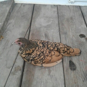 6 ayliq qizili sbrayt fere xoruza gelir biraya yumurtayacaq butun baks