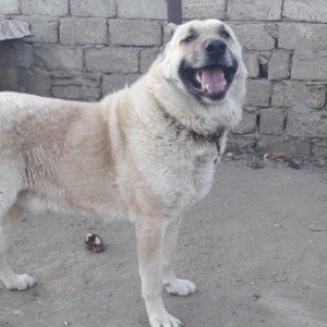 salam.ela meydan itidi adi basardi meydanlarda sozun demis itdi 5 yasi