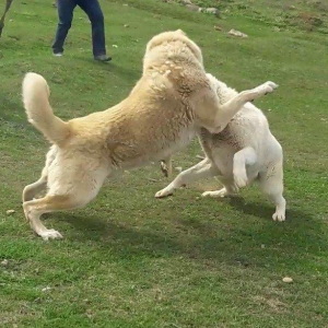 salam.ela meydan itidi adi basardi meydanlarda sozun demis itdi 5 yasi