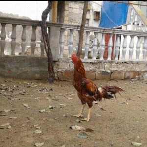 Heyrati xoruz. Doyuwken xoruzdu. Vehwidi.  Indonez