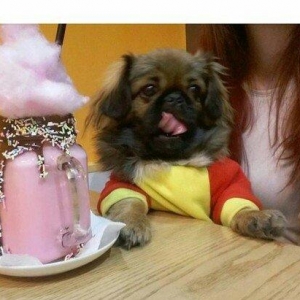 koralevski pekinesdi 5kq di 1 yawi var erkekdi pas