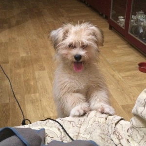 Tecili satilir 250 bawka olkeye qediriy diyen itin