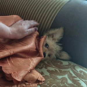 Tecili satilir 250 bawka olkeye qediriy diyen itin pasportu var