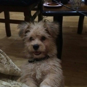 Tecili satilir 250 bawka olkeye qediriy diyen itin pasportu var