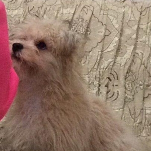 Балонка смешаный с Йорком продается срочно связи отъездом у собаки