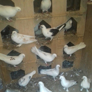 Bu quşlar təcili satilir quwbaz quşlardu 25 denedi quwxana qarwig sati