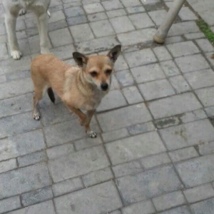 1 yaw 7 ayliqdi.2 dəfə bala verib.qiymət sondu 50 azn.