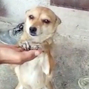 1 yaw 7 ayliqdi.2 dəfə bala verib.qiymət sondu 50 azn.