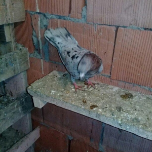 satilir 3 denedi ikisi erkey biri maya 16 17 quyruq