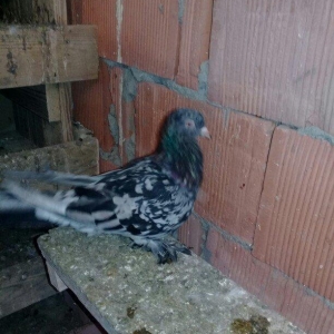 satilir 3 denedi ikisi erkey biri maya 16 17 quyruq